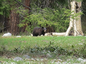 Methow Black Bear JP