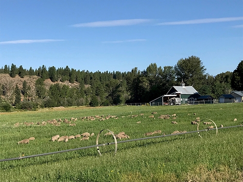 Sheep grazing credit Casey Smith small