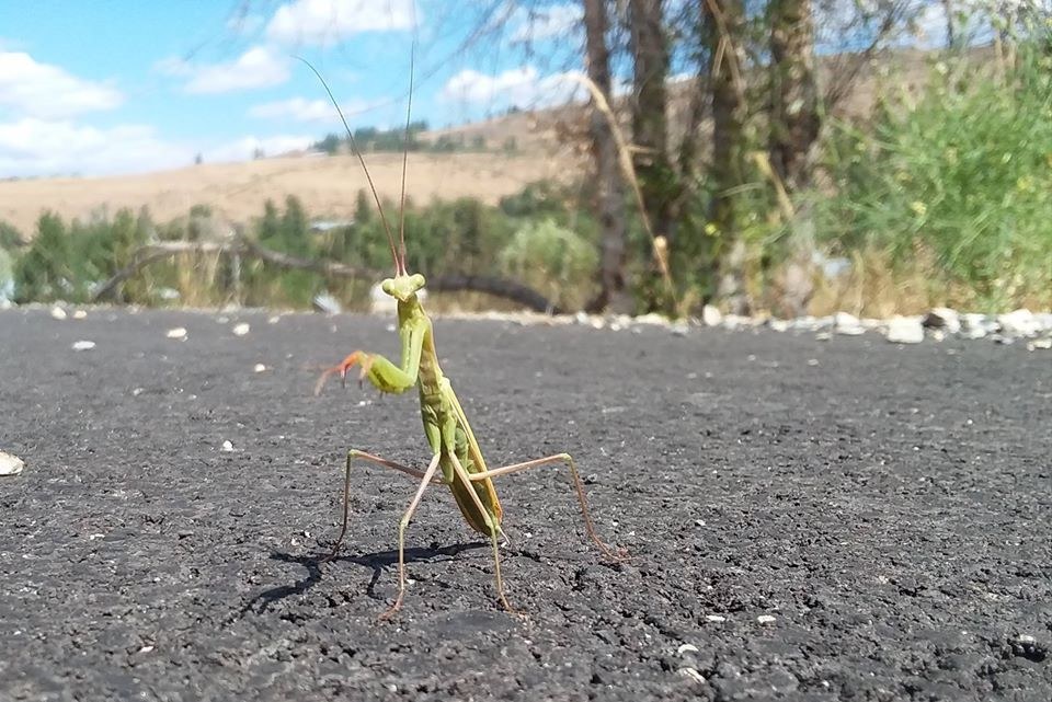 Praying Mantis in Winthrop by Trevin Leon