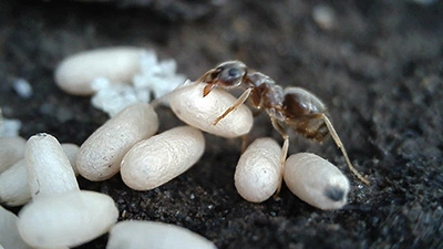 Ant on eggs