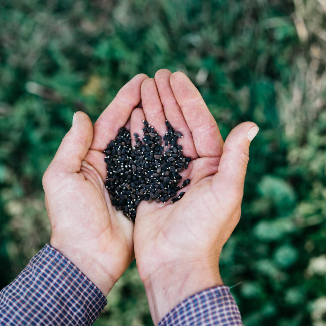 The Future of Farming in the Methow Valley: ecological and economic ...