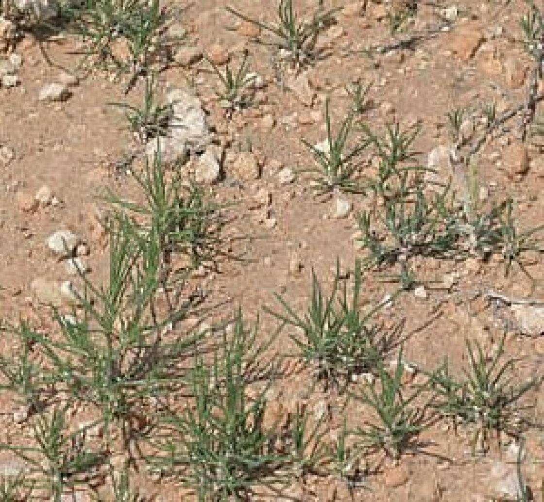 Russian Thistle