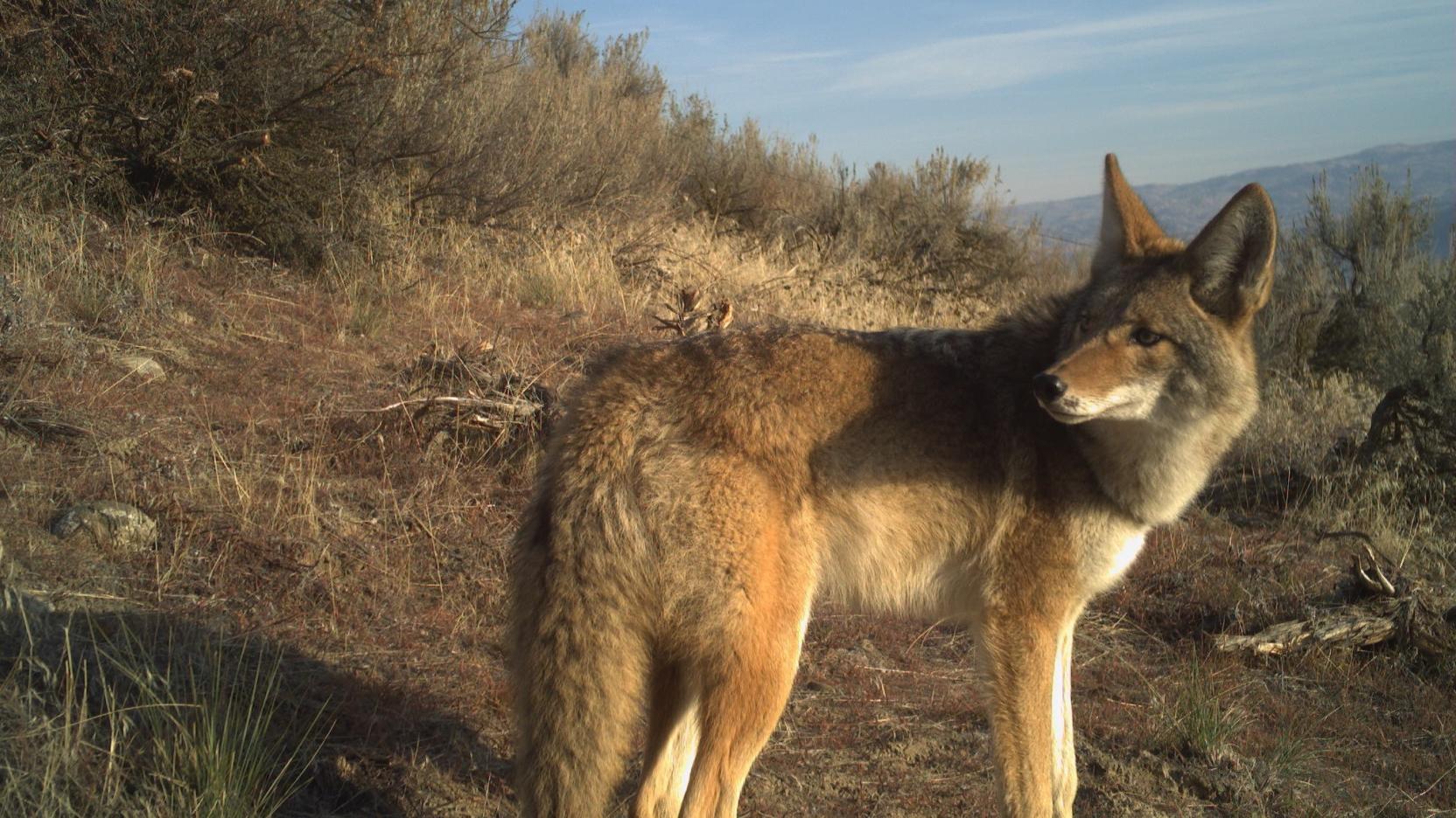 First Tuesday Washington State PredatorPrey Project