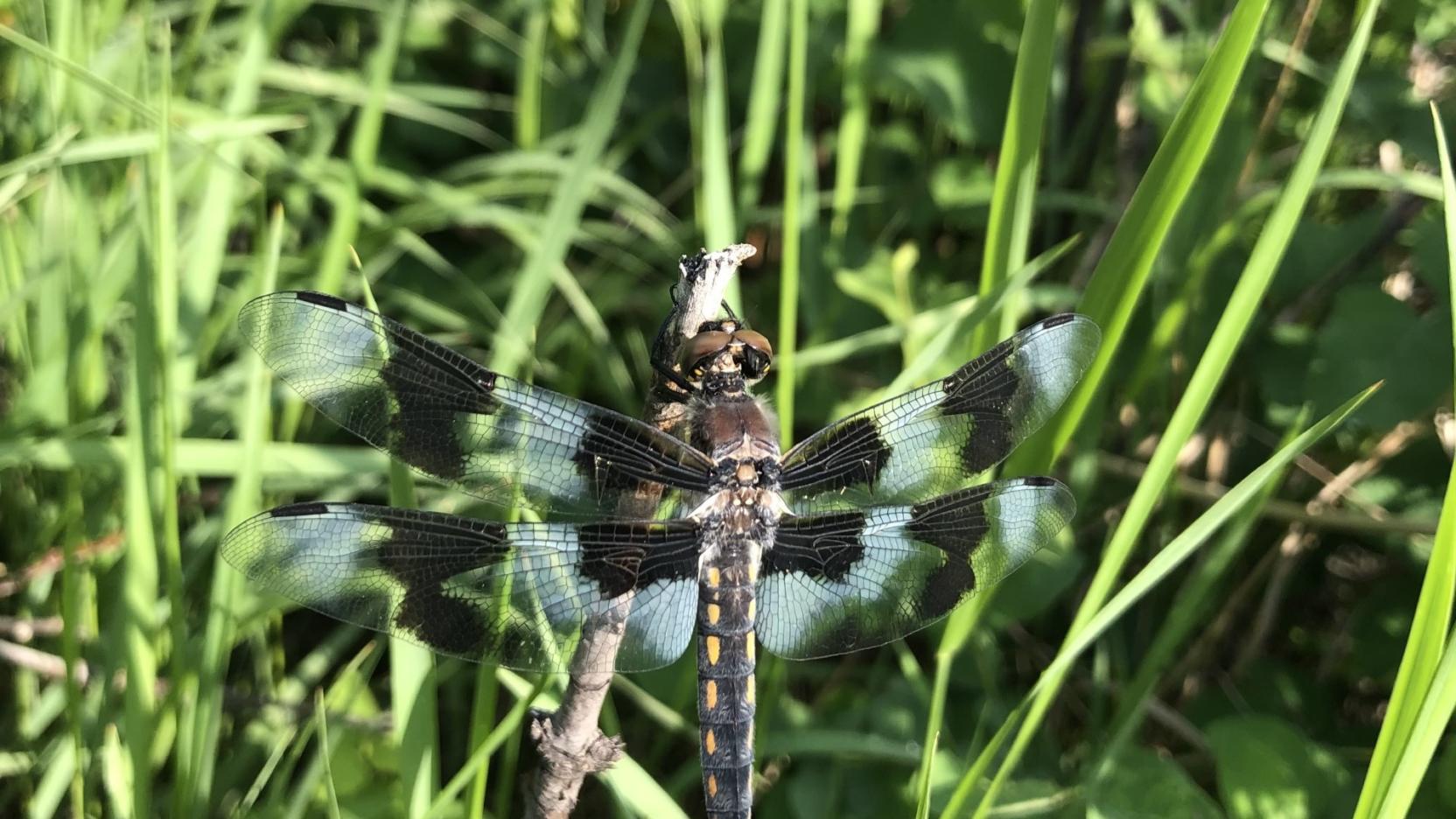 June 2023 Backyard Bulletin