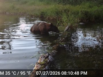 Bear in beautiful water