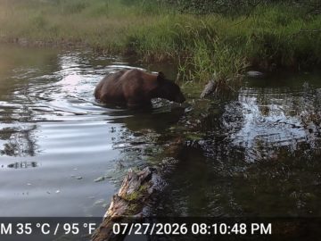 Bear in beautiful water
