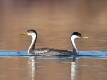 Janet Bauer Western Grebes at Pearrygin