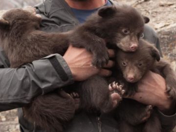 Bears