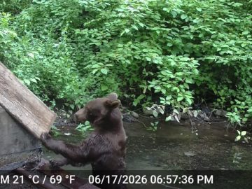 Curious bear