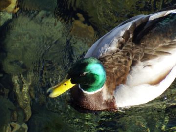 Mallard by trevin