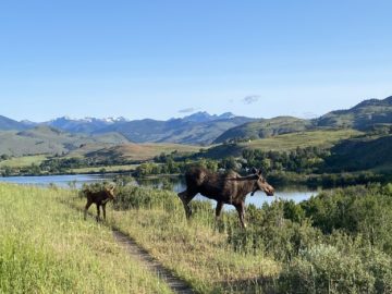 Moose 7 ashley lodato june 2025