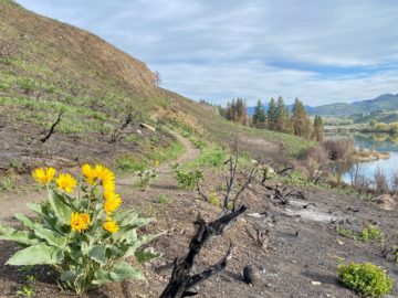 Post stud horse fire