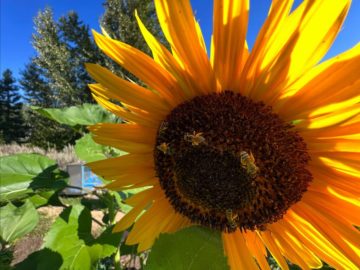 Sunflower bridger layton aug 22