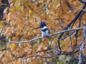 Trevin shy belted kingfisher