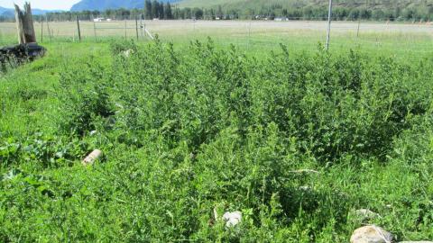 Canada thistle near pps 22 26