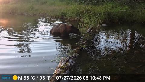 Bear in beautiful water