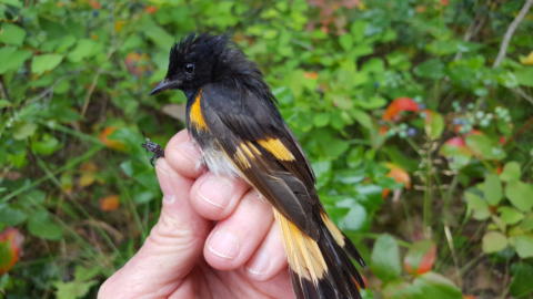 American Redstart by Julie Hovis