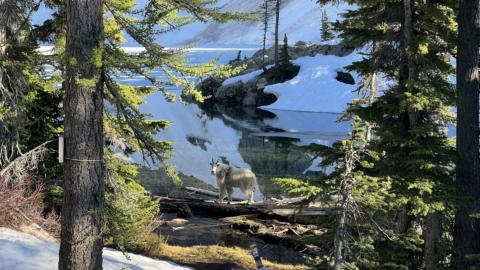 Banner Cropped Mountain Goat Bridger Layton