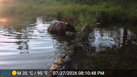 Bear in beautiful water