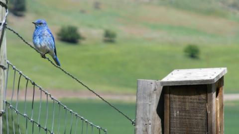 Bluebird Nesting