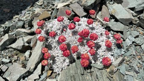 Bridger Layton Buckwheat