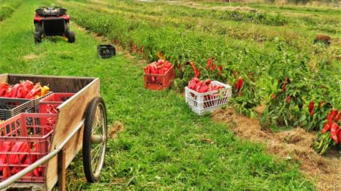 Copy of thumbnail pepper harvest