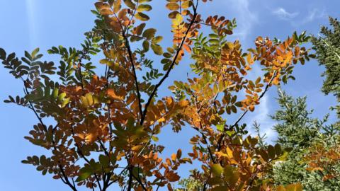 Dana Golden Fall Colors banner cropped