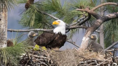 Janet Bauer Twin Lakes Bald Eagles dn