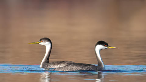 Janet Bauer Western Grebes at Pearrygin