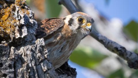 Jbauer cropped for website American Kestrel nest cavity