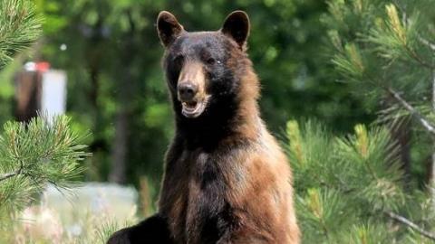 Mark Mc Gee Black Bear Standing 1