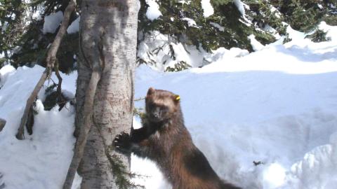 First Tuesday: Thirty Years of Rare Carnivores with Scott Fitkin