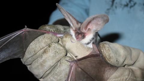 National Park Service Spotted Bat