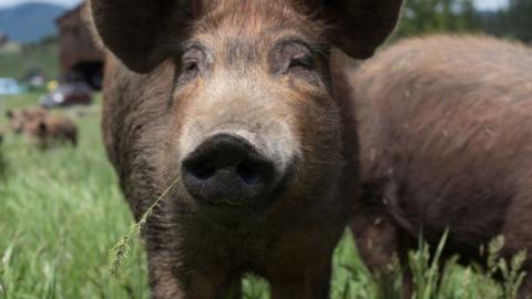 Rachelle Weymuller wild plum