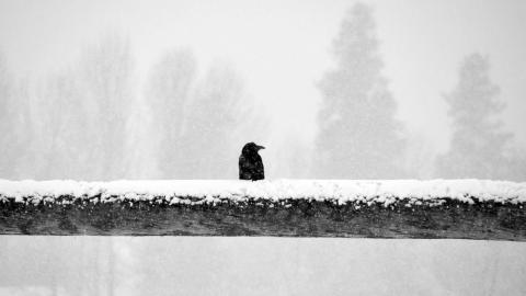 Raven on Rail by Mary Kiesau