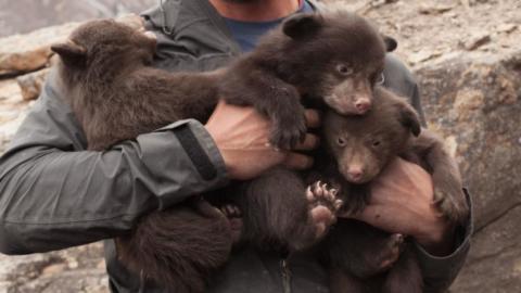 Bears