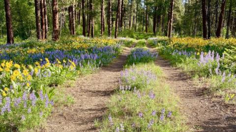 Lupine