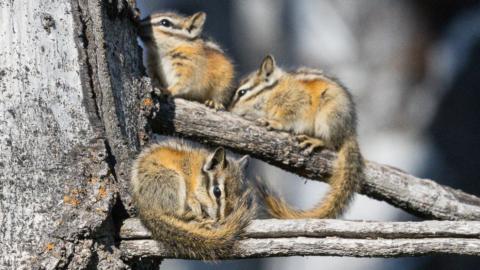 Peter bauer chipmunk pups cropped for banner 1637