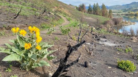 Post stud horse fire