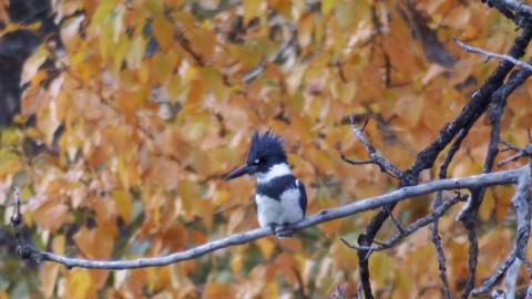 Trevin shy belted kingfisher