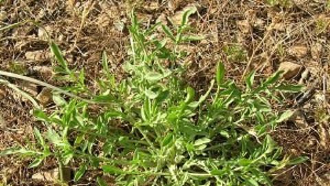 Weeds knapweed rosette1