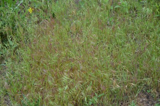 how to protect dogs ears from cheat grass seeds