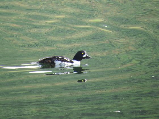 Goldeneye Reflection
                    