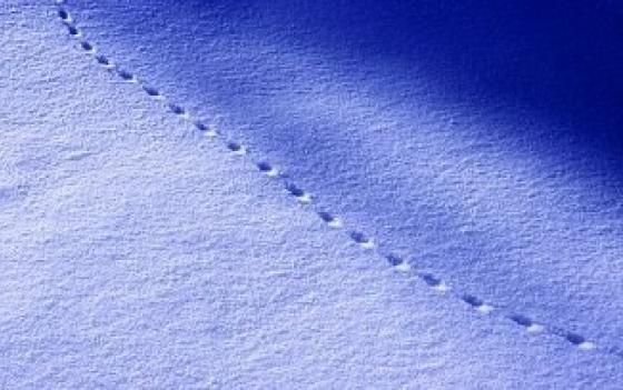 Mouse tracks in snow
                    