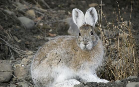 Snowshoe hare transitional coloring 1
                    