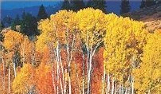 Aspen Stand
                    