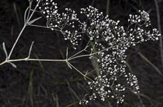 Baby's breath, Description, Species, & Facts