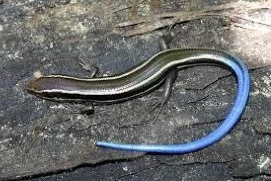 Blue skink from idaho fish and game
                    