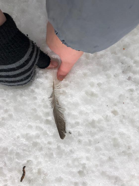 Feather found
                                
