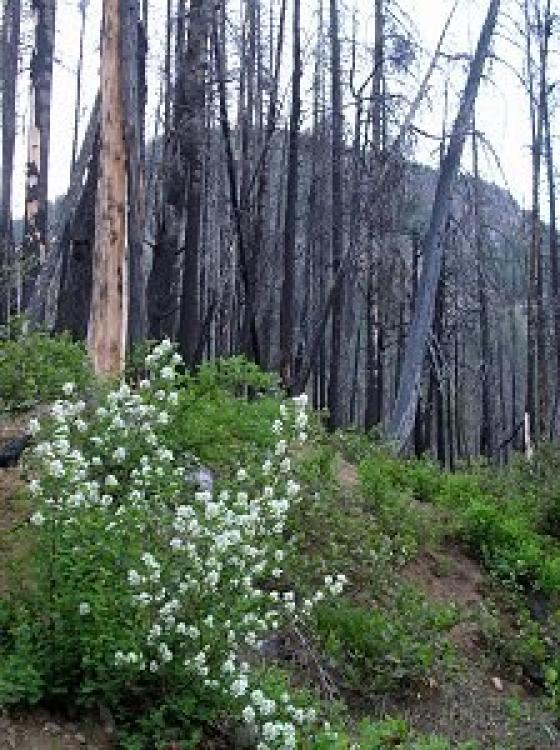 Fire and regrowth kiesau1
                    